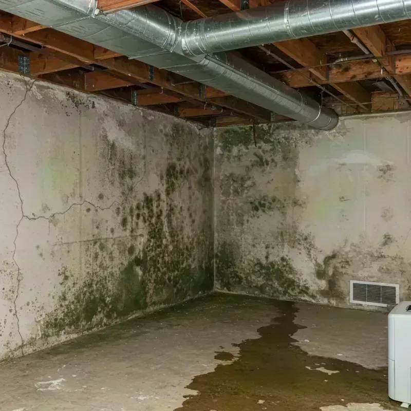 Professional Mold Removal in Selma, NC